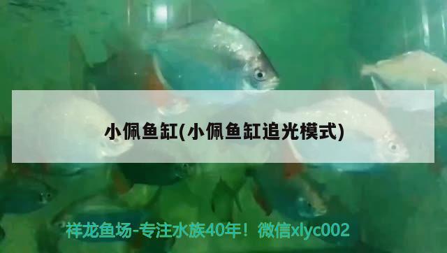 小佩魚缸(小佩魚缸追光模式)