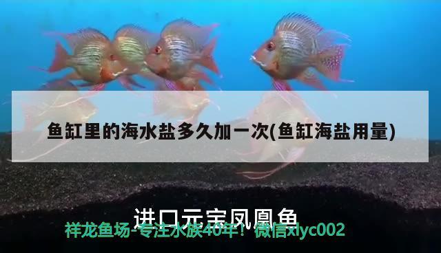 魚缸里的海水鹽多久加一次(魚缸海鹽用量) 伊巴卡魚 第2張