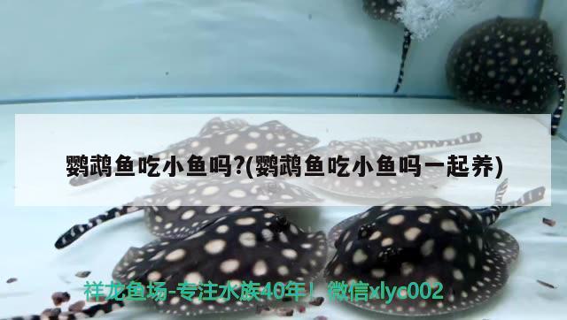 鸚鵡魚吃小魚嗎?(鸚鵡魚吃小魚嗎一起養(yǎng)) 鸚鵡魚