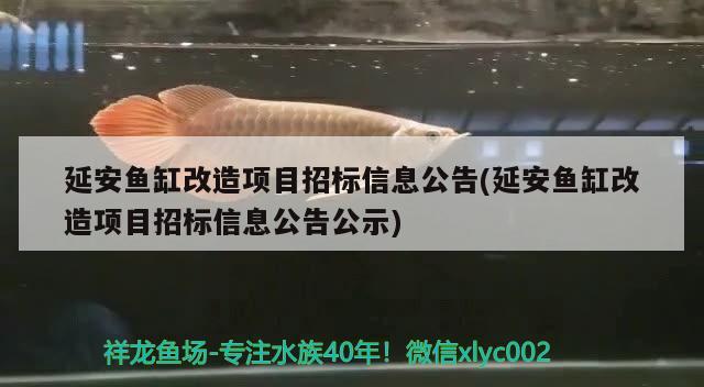 延安魚缸改造項(xiàng)目招標(biāo)信息公告(延安魚缸改造項(xiàng)目招標(biāo)信息公告公示) 帝王迷宮