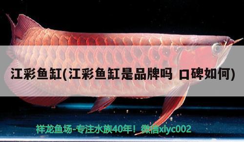 江彩魚缸(江彩魚缸是品牌嗎口碑如何)