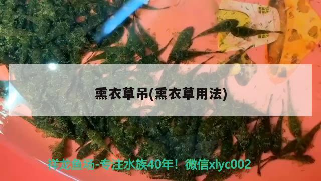 熏衣草吊(熏衣草用法) 觀賞魚(yú)