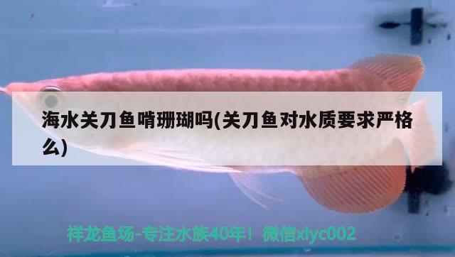 海水關(guān)刀魚啃珊瑚嗎(關(guān)刀魚對水質(zhì)要求嚴(yán)格么)