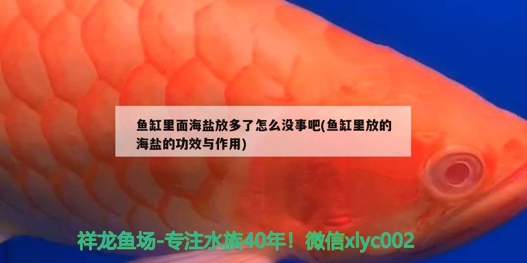 魚缸里面海鹽放多了怎么沒(méi)事吧(魚缸里放的海鹽的功效與作用) 蝴蝶鯉