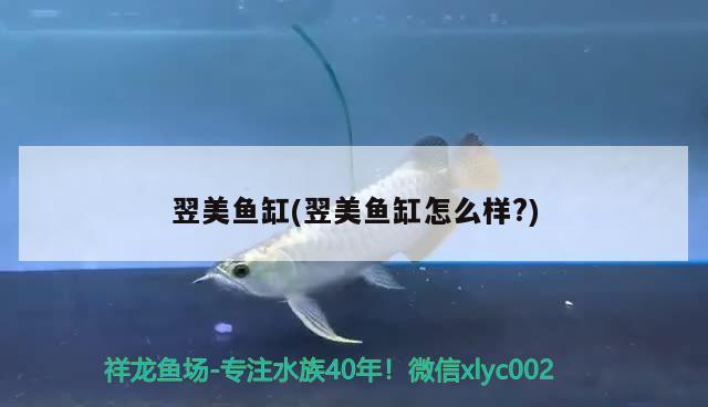 翌美魚缸(翌美魚缸怎么樣?) 其他品牌魚缸