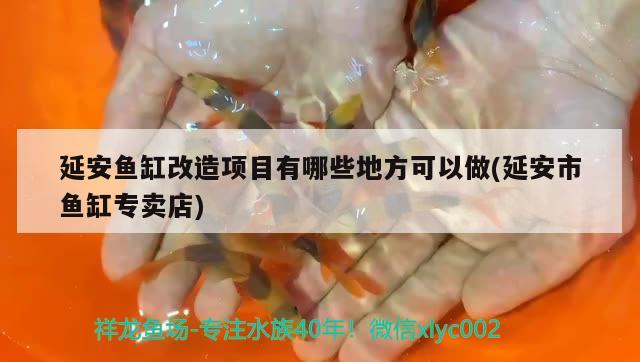 延安魚缸改造項(xiàng)目有哪些地方可以做(延安市魚缸專賣店)