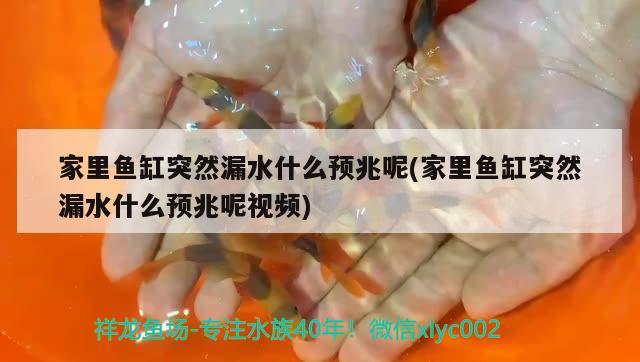 家里魚缸突然漏水什么預兆呢(家里魚缸突然漏水什么預兆呢視頻) 祥龍赫舞紅龍魚