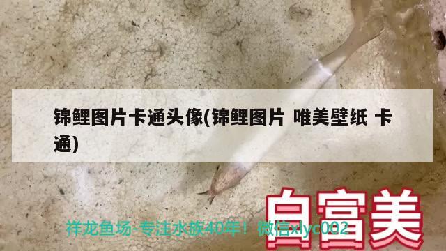 錦鯉圖片卡通頭像(錦鯉圖片唯美壁紙卡通) 觀賞魚