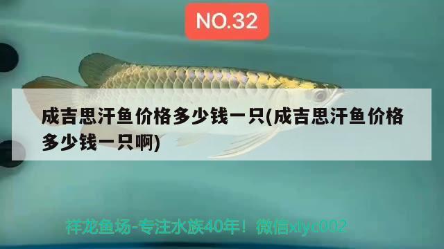 成吉思汗魚(yú)價(jià)格多少錢(qián)一只(成吉思汗魚(yú)價(jià)格多少錢(qián)一只啊) 觀賞魚(yú)