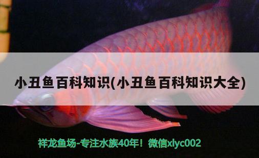 小丑魚百科知識(小丑魚百科知識大全)