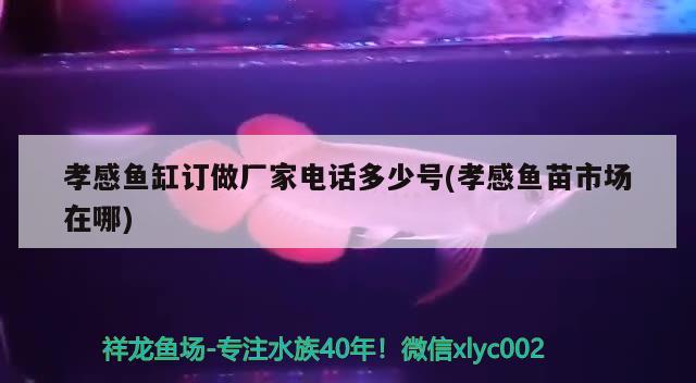 孝感魚缸訂做廠家電話多少號(孝感魚苗市場在哪) 南美異型魚