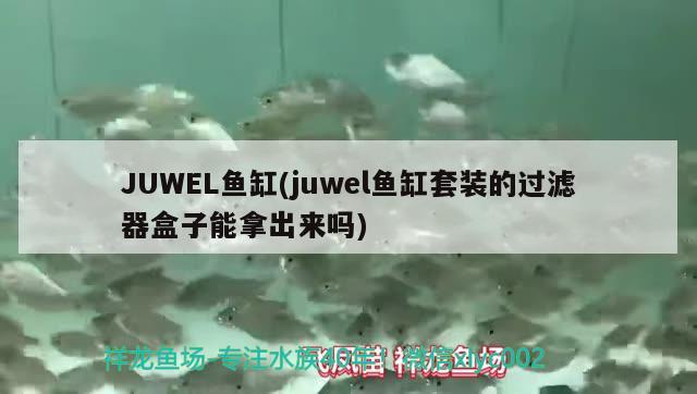 JUWEL魚(yú)缸(juwel魚(yú)缸套裝的過(guò)濾器盒子能拿出來(lái)嗎) 其他品牌魚(yú)缸