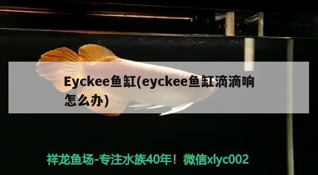 Eyckee魚(yú)缸(eyckee魚(yú)缸滴滴響怎么辦)