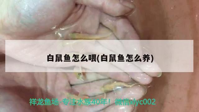 白鼠魚怎么喂(白鼠魚怎么養(yǎng))