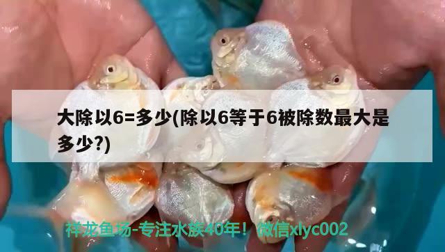 大除以6=多少(除以6等于6被除數(shù)最大是多少?) 觀賞魚(yú)