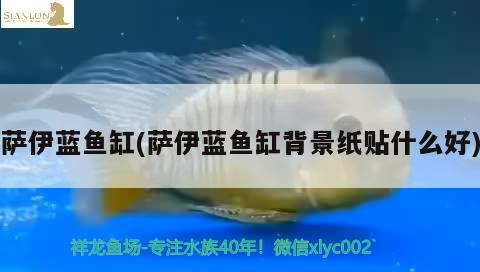 薩伊藍魚缸(薩伊藍魚缸背景紙貼什么好)