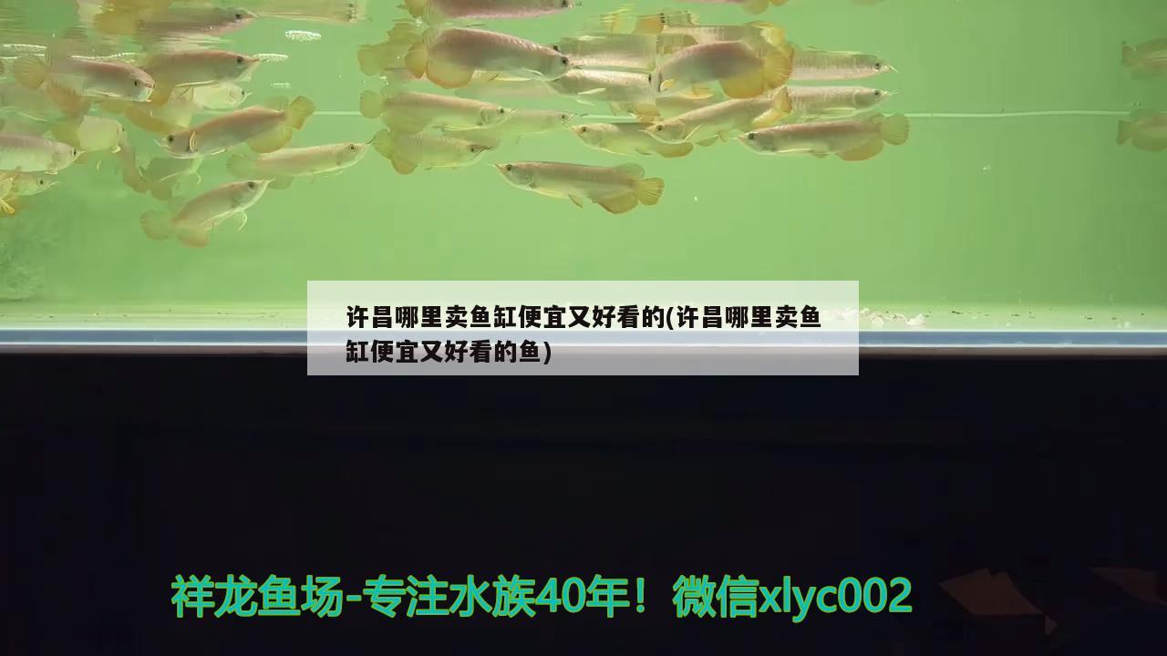 許昌哪里賣魚缸便宜又好看的(許昌哪里賣魚缸便宜又好看的魚)