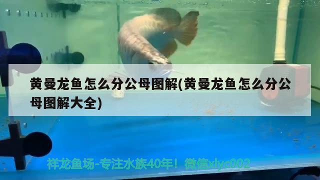 黃曼龍魚怎么分公母圖解(黃曼龍魚怎么分公母圖解大全) 觀賞魚