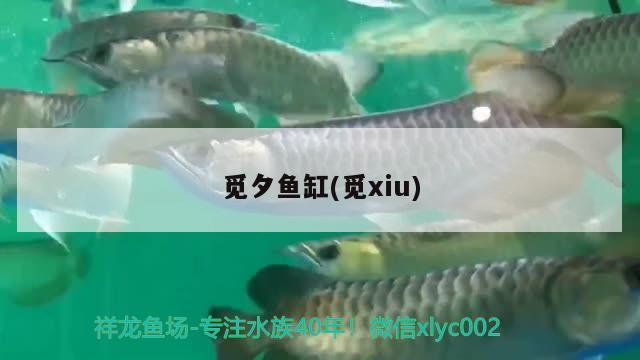 覓夕魚缸(覓xiu) 其他品牌魚缸