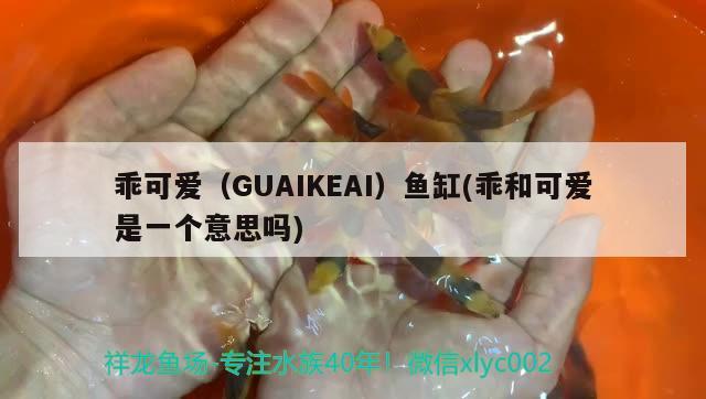 乖可愛（GUAIKEAI）魚缸(乖和可愛是一個意思嗎)