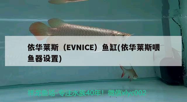 依華萊斯（EVNICE）魚缸(依華萊斯喂魚器設(shè)置) 其他品牌魚缸