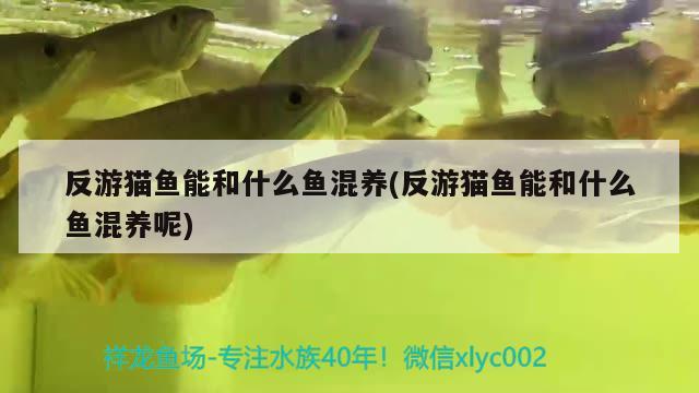 反游貓魚能和什么魚混養(yǎng)(反游貓魚能和什么魚混養(yǎng)呢)