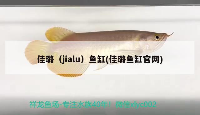 佳璐（jialu）魚缸(佳璐魚缸官網(wǎng)) 其他品牌魚缸