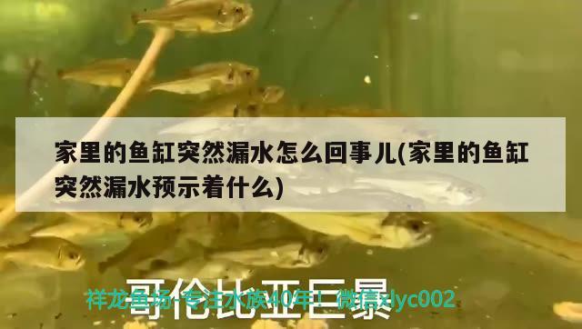 家里的魚缸突然漏水怎么回事兒(家里的魚缸突然漏水預(yù)示著什么) 雙線側(cè)魚