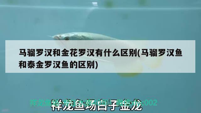 馬騮羅漢和金花羅漢有什么區(qū)別(馬騮羅漢魚和泰金羅漢魚的區(qū)別) 羅漢魚