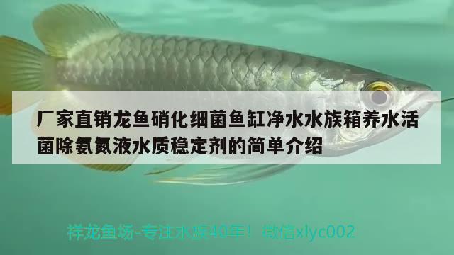 廠家直銷龍魚硝化細菌魚缸凈水水族箱養(yǎng)水活菌除氨氮液水質(zhì)穩(wěn)定劑的簡單介紹 硝化細菌