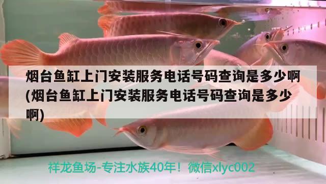 煙臺魚缸上門安裝服務(wù)電話號碼查詢是多少啊(煙臺魚缸上門安裝服務(wù)電話號碼查詢是多少啊) 一眉道人魚苗