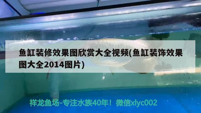 魚缸裝修效果圖欣賞大全視頻(魚缸裝飾效果圖大全2014圖片)