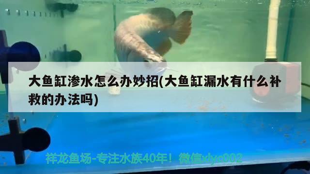 大魚缸滲水怎么辦妙招(大魚缸漏水有什么補(bǔ)救的辦法嗎) 二氧化碳設(shè)備 第3張