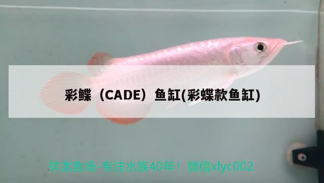 彩鰈（CADE）魚缸(彩蝶款魚缸) 其他品牌魚缸