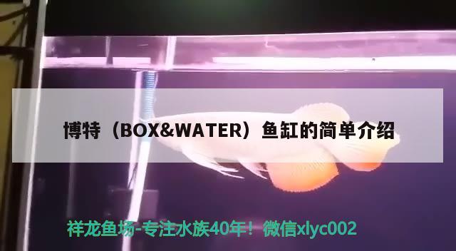 博特（BOX&WATER）魚缸的簡單介紹