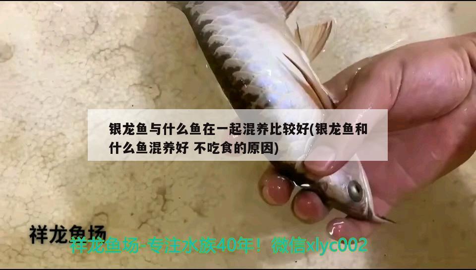 銀龍魚與什么魚在一起混養(yǎng)比較好(銀龍魚和什么魚混養(yǎng)好不吃食的原因) 銀龍魚百科