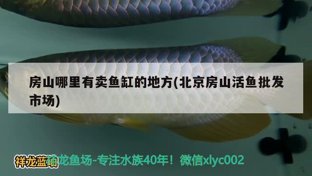 房山哪里有賣魚缸的地方(北京房山活魚批發(fā)市場) 印尼小紅龍