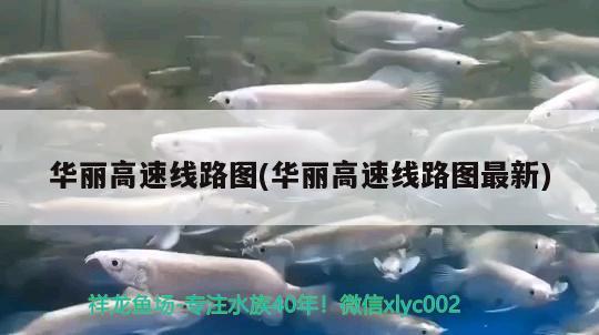 華麗高速線路圖(華麗高速線路圖最新) 觀賞魚