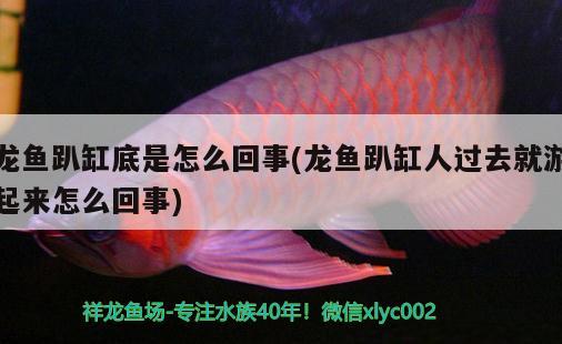 龍魚趴缸底是怎么回事(龍魚趴缸人過去就游起來怎么回事)