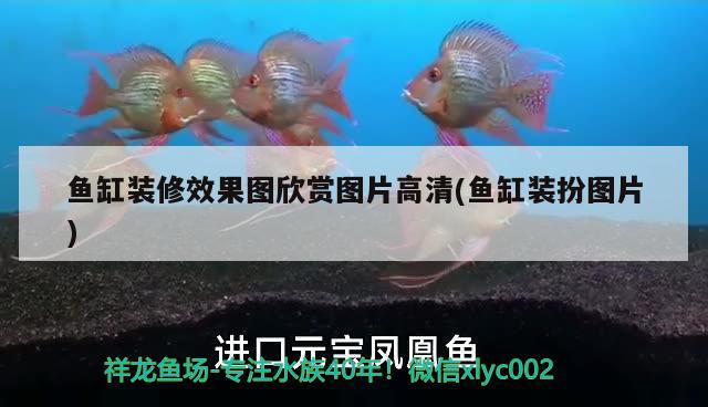 魚缸裝修效果圖欣賞圖片高清(魚缸裝扮圖片)