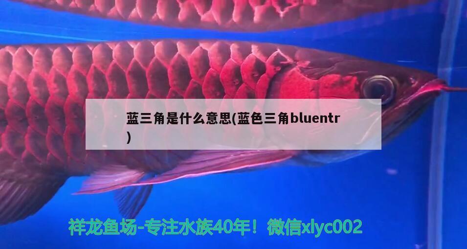 藍三角是什么意思(藍色三角bluentr)