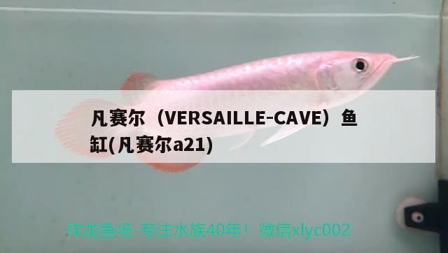 凡賽爾（VERSAILLE-CAVE）魚(yú)缸(凡賽爾a21)