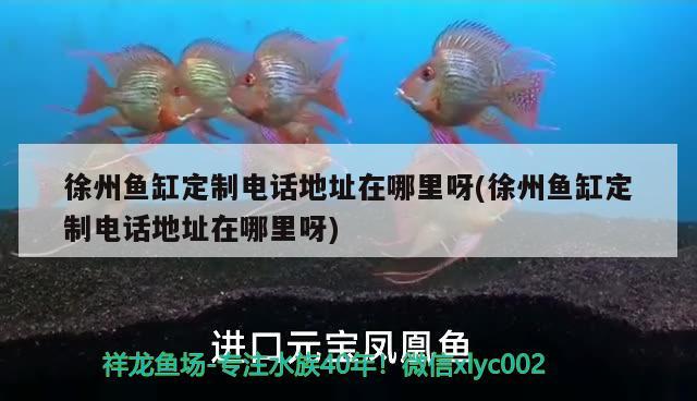 徐州魚(yú)缸定制電話(huà)地址在哪里呀(徐州魚(yú)缸定制電話(huà)地址在哪里呀) 古典過(guò)背金龍魚(yú)