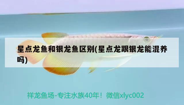 星點龍魚和銀龍魚區(qū)別(星點龍跟銀龍能混養(yǎng)嗎) 銀龍魚