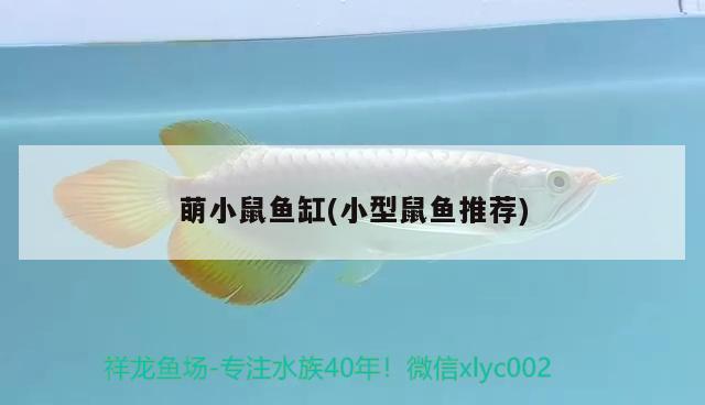 萌小鼠魚缸(小型鼠魚推薦) 其他品牌魚缸 第2張