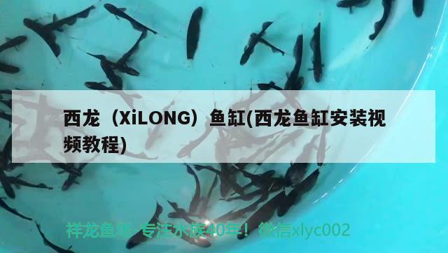 西龍（XiLONG）魚缸(西龍魚缸安裝視頻教程) 其他品牌魚缸