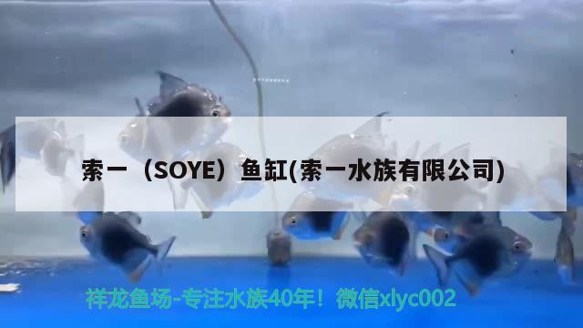 索一（SOYE）魚缸(索一水族有限公司) 其他品牌魚缸