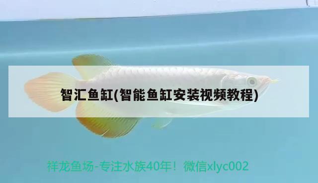 智匯魚缸(智能魚缸安裝視頻教程)