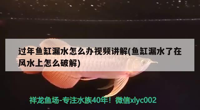 過(guò)年魚缸漏水怎么辦視頻講解(魚缸漏水了在風(fēng)水上怎么破解)