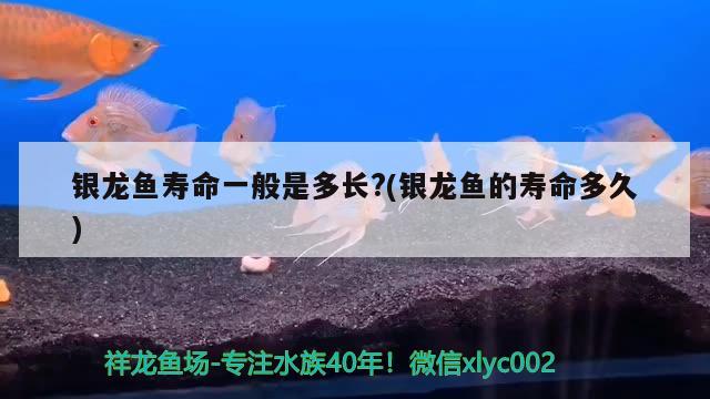 銀龍魚壽命一般是多長?(銀龍魚的壽命多久) 銀龍魚